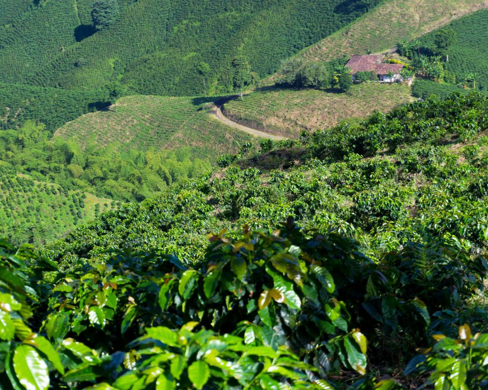Spice Producing Area