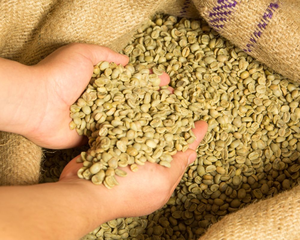 Green Bean Sorting and Grading Services