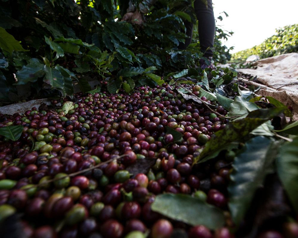 Specialty Coffee