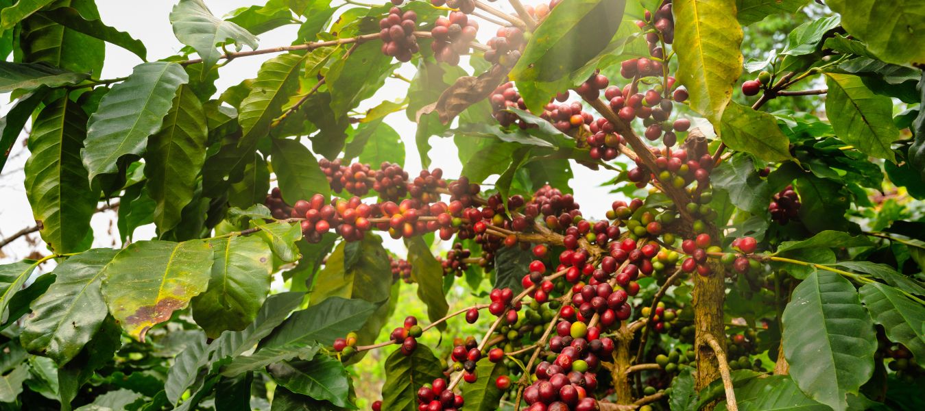 Welcome to PT. Sumatera Specialty Coffees